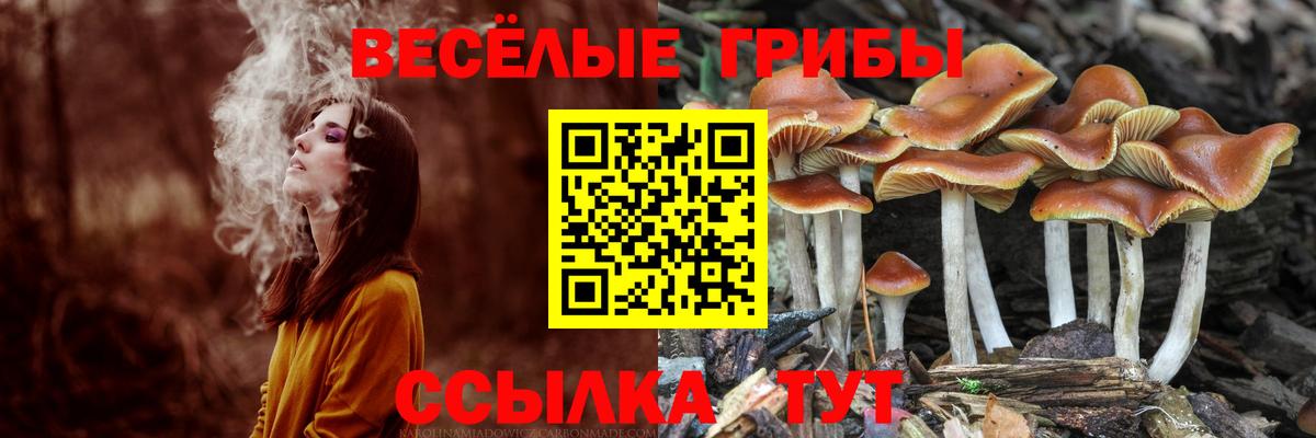 Апшеронск  Псилоцибиновые грибы Psilocybe  Вход с VPN  Галлюциногенные грибы прущие грибы 